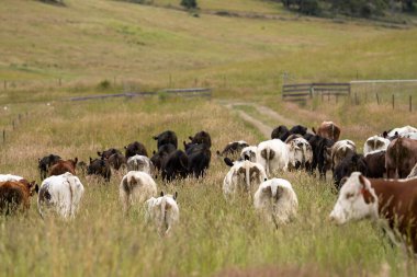 Yeşil yemyeşil çayırlarda otlayan inek sürüsü. Bir barajı, ağaçları ve otlağı olan geniş bir Avustralya Çiftliği manzarası. Kırsal Tarım ve Sürdürülebilir Arazi Yönetimi Avustralya