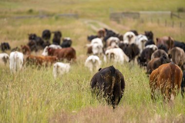 Wagyu angusu inekleri. Sağlıklı sığır sürüsü, yemyeşil otlakta otluyor. Avustralya 'da Yenilenebilir Sürdürülebilir Avustralya Tarım, Sorumlu Hayvancılık ve Doğal Çevre ilkbaharı