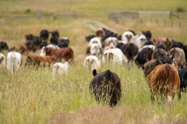 Yeşil yemyeşil çayırlarda otlayan inek sürüsü. Bir barajı, ağaçları ve otlağı olan geniş bir Avustralya Çiftliği manzarası. Kırsal Tarım ve Sürdürülebilir Arazi Yönetimi Avustralya