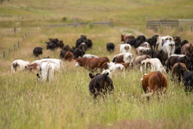 Yeşil yemyeşil çayırlarda otlayan inek sürüsü. Bir barajı, ağaçları ve otlağı olan geniş bir Avustralya Çiftliği manzarası. Kırsal Tarım ve Sürdürülebilir Arazi Yönetimi Avustralya