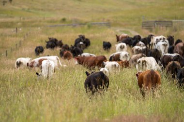 Wagyu angusu inekleri. Sağlıklı sığır sürüsü, yemyeşil otlakta otluyor. Avustralya 'da Yenilenebilir Sürdürülebilir Avustralya Tarım, Sorumlu Hayvancılık ve Doğal Çevre ilkbaharı