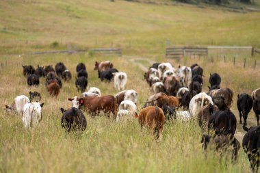Wagyu angusu inekleri. Sağlıklı sığır sürüsü, yemyeşil otlakta otluyor. Avustralya 'da Yenilenebilir Sürdürülebilir Avustralya Tarım, Sorumlu Hayvancılık ve Doğal Çevre ilkbaharı