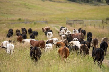 Wagyu angusu inekleri. Sağlıklı sığır sürüsü, yemyeşil otlakta otluyor. Avustralya 'da Yenilenebilir Sürdürülebilir Avustralya Tarım, Sorumlu Hayvancılık ve Doğal Çevre ilkbaharı