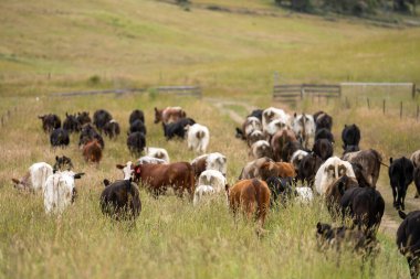 Wagyu angusu inekleri. Sağlıklı sığır sürüsü, yemyeşil otlakta otluyor. Avustralya 'da Yenilenebilir Sürdürülebilir Avustralya Tarım, Sorumlu Hayvancılık ve Doğal Çevre ilkbaharı