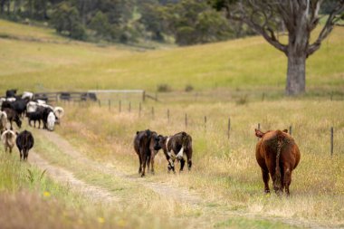 Wagyu angusu inekleri. Sağlıklı sığır sürüsü, yemyeşil otlakta otluyor. Avustralya 'da Yenilenebilir Sürdürülebilir Avustralya Tarım, Sorumlu Hayvancılık ve Doğal Çevre ilkbaharı