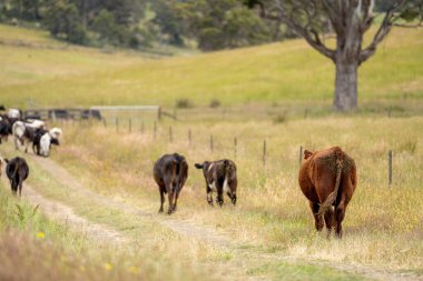 Wagyu angusu inekleri. Sağlıklı sığır sürüsü, yemyeşil otlakta otluyor. Avustralya 'da Yenilenebilir Sürdürülebilir Avustralya Tarım, Sorumlu Hayvancılık ve Doğal Çevre ilkbaharı