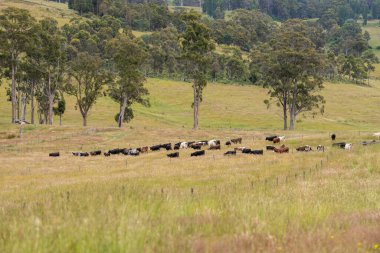 Yeşil yemyeşil çayırlarda otlayan inek sürüsü. Bir barajı, ağaçları ve otlağı olan geniş bir Avustralya Çiftliği manzarası. Kırsal Tarım ve Sürdürülebilir Arazi Yönetimi Avustralya