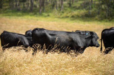 Wagyu angusu inekleri. Sağlıklı sığır sürüsü, yemyeşil otlakta otluyor. Avustralya 'da Yenilenebilir Sürdürülebilir Avustralya Tarım, Sorumlu Hayvancılık ve Doğal Çevre ilkbaharı