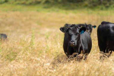 Wagyu angusu inekleri. Sağlıklı sığır sürüsü, yemyeşil otlakta otluyor. Avustralya 'da Yenilenebilir Sürdürülebilir Avustralya Tarım, Sorumlu Hayvancılık ve Doğal Çevre ilkbaharı