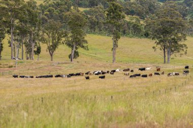 Wagyu angusu inekleri. Sağlıklı sığır sürüsü, yemyeşil otlakta otluyor. Avustralya 'da Yenilenebilir Sürdürülebilir Avustralya Tarım, Sorumlu Hayvancılık ve Doğal Çevre ilkbaharı