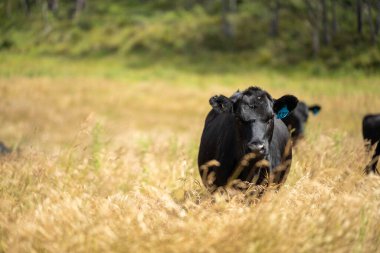Yeşil yemyeşil çayırlarda otlayan inek sürüsü. Bir barajı, ağaçları ve otlağı olan geniş bir Avustralya Çiftliği manzarası. Kırsal Tarım ve Sürdürülebilir Arazi Yönetimi Avustralya