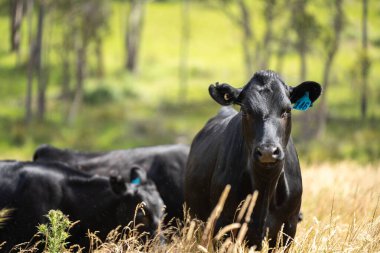 Wagyu angusu inekleri. Sağlıklı sığır sürüsü, yemyeşil otlakta otluyor. Avustralya 'da Yenilenebilir Sürdürülebilir Avustralya Tarım, Sorumlu Hayvancılık ve Doğal Çevre ilkbaharı