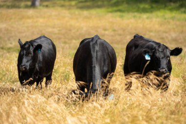 Yeşil yemyeşil çayırlarda otlayan inek sürüsü. Bir barajı, ağaçları ve otlağı olan geniş bir Avustralya Çiftliği manzarası. Kırsal Tarım ve Sürdürülebilir Arazi Yönetimi Avustralya