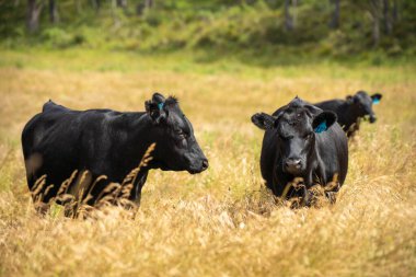 Wagyu angusu inekleri. Sağlıklı sığır sürüsü, yemyeşil otlakta otluyor. Avustralya 'da Yenilenebilir Sürdürülebilir Avustralya Tarım, Sorumlu Hayvancılık ve Doğal Çevre ilkbaharı