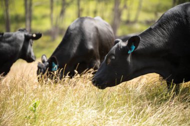 Wagyu angusu inekleri. Sağlıklı sığır sürüsü, yemyeşil otlakta otluyor. Avustralya 'da Yenilenebilir Sürdürülebilir Avustralya Tarım, Sorumlu Hayvancılık ve Doğal Çevre ilkbaharı