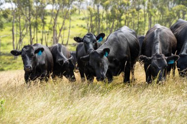 Wagyu angusu inekleri. Sağlıklı sığır sürüsü, yemyeşil otlakta otluyor. Avustralya 'da Yenilenebilir Sürdürülebilir Avustralya Tarım, Sorumlu Hayvancılık ve Doğal Çevre ilkbaharı