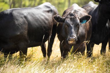 Wagyu angusu inekleri. Sağlıklı sığır sürüsü, yemyeşil otlakta otluyor. Avustralya 'da Yenilenebilir Sürdürülebilir Avustralya Tarım, Sorumlu Hayvancılık ve Doğal Çevre ilkbaharı