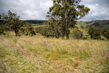 Çiklet ağacı ormanları yemyeşil çayırlarda yetişiyor. Yenilenebilir Sürdürülebilir Avustralya Tarım, Okaliptüs Ağaçlı Avustralya Manzarası Altın Çayırlık tarım arazisi