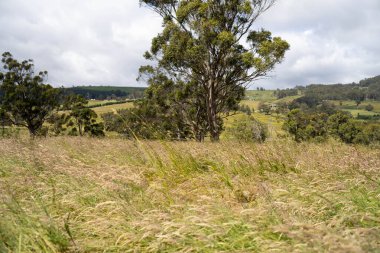 Çiklet ağacı ormanları yemyeşil çayırlarda yetişiyor. Yenilenebilir Sürdürülebilir Avustralya Tarım, Okaliptüs Ağaçlı Avustralya Manzarası Altın Çayırlık tarım arazisi