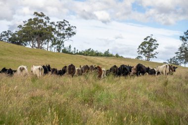 Wagyu angusu inekleri. Sağlıklı sığır sürüsü, yemyeşil otlakta otluyor. Avustralya 'da Yenilenebilir Sürdürülebilir Avustralya Tarım, Sorumlu Hayvancılık ve Doğal Çevre ilkbaharı