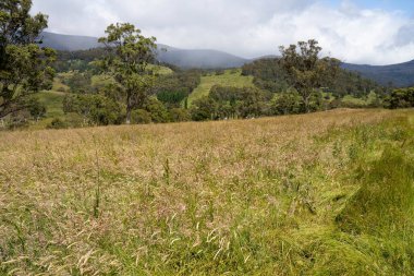 Çiklet ağacı ormanları yemyeşil çayırlarda yetişiyor. Yenilenebilir Sürdürülebilir Avustralya Tarım, Okaliptüs Ağaçlı Avustralya Manzarası Altın Çayırlık tarım arazisi
