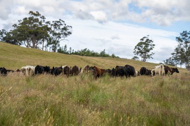 Wagyu angusu inekleri. Sağlıklı sığır sürüsü, yemyeşil otlakta otluyor. Avustralya 'da Yenilenebilir Sürdürülebilir Avustralya Tarım, Sorumlu Hayvancılık ve Doğal Çevre ilkbaharı