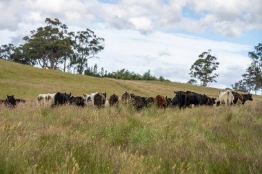 Yeşil yemyeşil çayırlarda otlayan inek sürüsü. Bir barajı, ağaçları ve otlağı olan geniş bir Avustralya Çiftliği manzarası. Kırsal Tarım ve Sürdürülebilir Arazi Yönetimi Avustralya