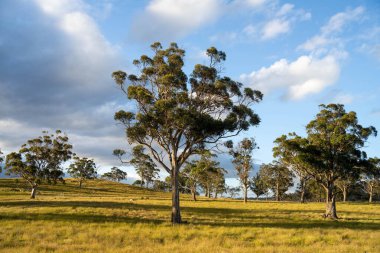 Çiklet ağacı ormanları yemyeşil çayırlarda yetişiyor. Yenilenebilir Sürdürülebilir Avustralya Tarım, Okaliptüs Ağaçlı Avustralya Manzarası Altın Çayırlık tarım arazisi