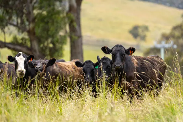 Wagyu angusu inekleri. Sağlıklı sığır sürüsü, yemyeşil otlakta otluyor. Avustralya 'da Yenilenebilir Sürdürülebilir Avustralya Tarım, Sorumlu Hayvancılık ve Doğal Çevre ilkbaharı