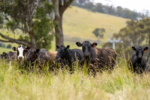 Wagyu angusu inekleri. Sağlıklı sığır sürüsü, yemyeşil otlakta otluyor. Avustralya 'da Yenilenebilir Sürdürülebilir Avustralya Tarım, Sorumlu Hayvancılık ve Doğal Çevre ilkbaharı