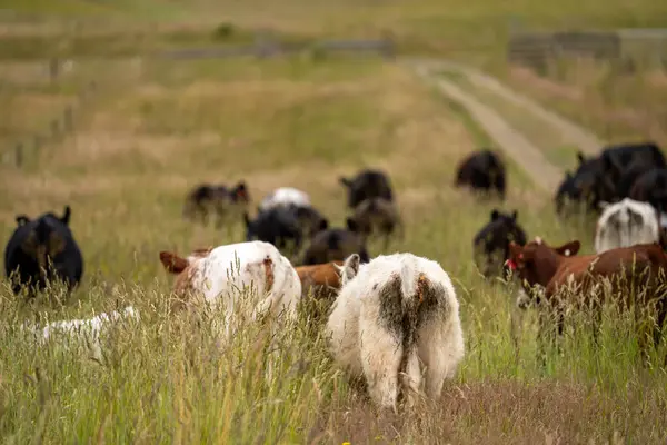 Wagyu angusu inekleri. Sağlıklı sığır sürüsü, yemyeşil otlakta otluyor. Avustralya 'da Yenilenebilir Sürdürülebilir Avustralya Tarım, Sorumlu Hayvancılık ve Doğal Çevre ilkbaharı