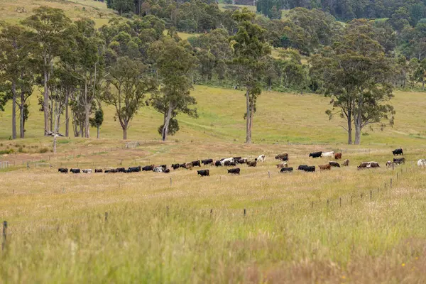 Wagyu angusu inekleri. Sağlıklı sığır sürüsü, yemyeşil otlakta otluyor. Avustralya 'da Yenilenebilir Sürdürülebilir Avustralya Tarım, Sorumlu Hayvancılık ve Doğal Çevre ilkbaharı