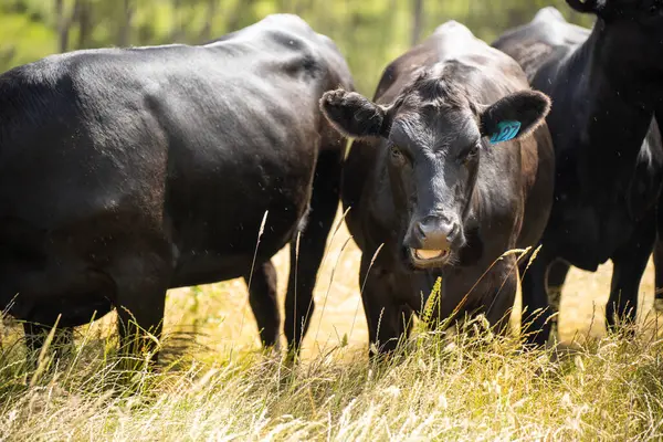 Wagyu angusu inekleri. Sağlıklı sığır sürüsü, yemyeşil otlakta otluyor. Avustralya 'da Yenilenebilir Sürdürülebilir Avustralya Tarım, Sorumlu Hayvancılık ve Doğal Çevre ilkbaharı