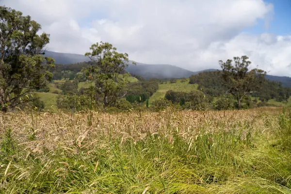 Çiklet ağacı ormanları yemyeşil çayırlarda yetişiyor. Yenilenebilir Sürdürülebilir Avustralya Tarım, Okaliptüs Ağaçlı Avustralya Manzarası Altın Çayırlık tarım arazisi