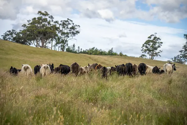 Wagyu angusu inekleri. Sağlıklı sığır sürüsü, yemyeşil otlakta otluyor. Avustralya 'da Yenilenebilir Sürdürülebilir Avustralya Tarım, Sorumlu Hayvancılık ve Doğal Çevre ilkbaharı
