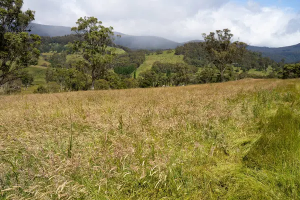 Çiklet ağacı ormanları yemyeşil çayırlarda yetişiyor. Yenilenebilir Sürdürülebilir Avustralya Tarım, Okaliptüs Ağaçlı Avustralya Manzarası Altın Çayırlık tarım arazisi
