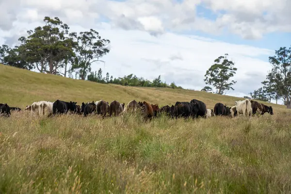 Wagyu angusu inekleri. Sağlıklı sığır sürüsü, yemyeşil otlakta otluyor. Avustralya 'da Yenilenebilir Sürdürülebilir Avustralya Tarım, Sorumlu Hayvancılık ve Doğal Çevre ilkbaharı
