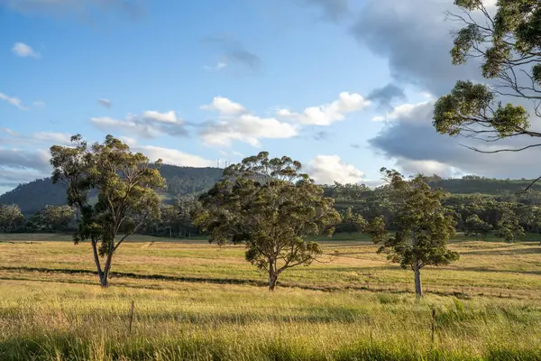 Çiklet ağacı ormanları yemyeşil çayırlarda yetişiyor. Yenilenebilir Sürdürülebilir Avustralya Tarım, Okaliptüs Ağaçlı Avustralya Manzarası Altın Çayırlık tarım arazisi