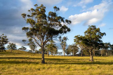 Çiklet ağacı ormanları yemyeşil çayırlarda yetişiyor. Yenilenebilir Sürdürülebilir Avustralya Tarım, Okaliptüs Ağaçlı Avustralya Manzarası Altın Çayırlık tarım arazisi