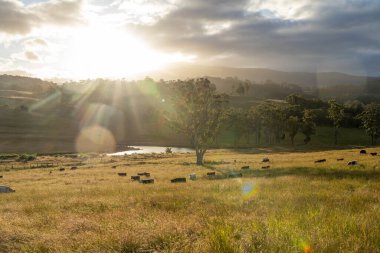 Yeşil yemyeşil çayırlarda otlayan inek sürüsü. Bir barajı, ağaçları ve otlağı olan geniş bir Avustralya Çiftliği manzarası. Kırsal Tarım ve Sürdürülebilir Arazi Yönetimi Avustralya
