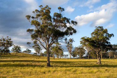 Çiklet ağacı ormanları yemyeşil çayırlarda yetişiyor. Yenilenebilir Sürdürülebilir Avustralya Tarım, Okaliptüs Ağaçlı Avustralya Manzarası Altın Çayırlık tarım arazisi