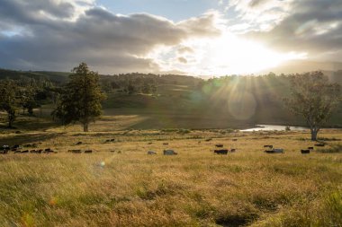 Yeşil yemyeşil çayırlarda otlayan inek sürüsü. Bir barajı, ağaçları ve otlağı olan geniş bir Avustralya Çiftliği manzarası. Kırsal Tarım ve Sürdürülebilir Arazi Yönetimi Avustralya