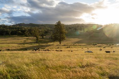 Çiklet ağacı ormanları yemyeşil çayırlarda yetişiyor. Yenilenebilir Sürdürülebilir Avustralya Tarım, Okaliptüs Ağaçlı Avustralya Manzarası Altın Çayırlık tarım arazisi