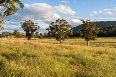 Çiklet ağacı ormanları yemyeşil çayırlarda yetişiyor. Yenilenebilir Sürdürülebilir Avustralya Tarım, Okaliptüs Ağaçlı Avustralya Manzarası Altın Çayırlık tarım arazisi