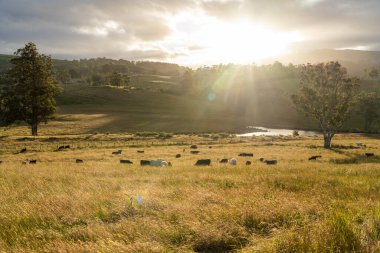 Çiklet ağacı ormanları yemyeşil çayırlarda yetişiyor. Yenilenebilir Sürdürülebilir Avustralya Tarım, Okaliptüs Ağaçlı Avustralya Manzarası Altın Çayırlık tarım arazisi