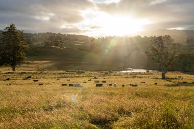 Yeşil yemyeşil çayırlarda otlayan inek sürüsü. Bir barajı, ağaçları ve otlağı olan geniş bir Avustralya Çiftliği manzarası. Kırsal Tarım ve Sürdürülebilir Arazi Yönetimi Avustralya
