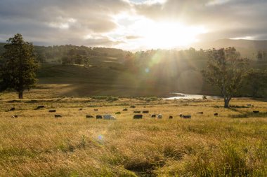 Wagyu angusu inekleri. Sağlıklı sığır sürüsü, yemyeşil otlakta otluyor. Avustralya 'da Yenilenebilir Sürdürülebilir Avustralya Tarım, Sorumlu Hayvancılık ve Doğal Çevre ilkbaharı