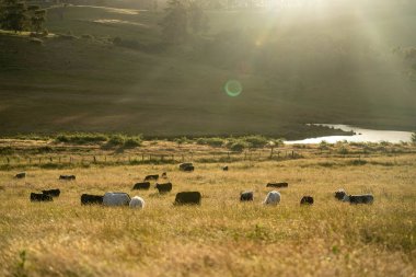 Yeşil yemyeşil çayırlarda otlayan inek sürüsü. Bir barajı, ağaçları ve otlağı olan geniş bir Avustralya Çiftliği manzarası. Kırsal Tarım ve Sürdürülebilir Arazi Yönetimi Avustralya