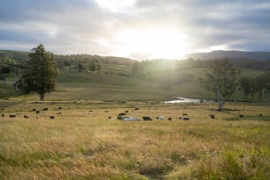 Çiklet ağacı ormanları yemyeşil çayırlarda yetişiyor. Yenilenebilir Sürdürülebilir Avustralya Tarım, Okaliptüs Ağaçlı Avustralya Manzarası Altın Çayırlık tarım arazisi