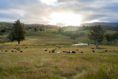 Yeşil yemyeşil çayırlarda otlayan inek sürüsü. Bir barajı, ağaçları ve otlağı olan geniş bir Avustralya Çiftliği manzarası. Kırsal Tarım ve Sürdürülebilir Arazi Yönetimi Avustralya